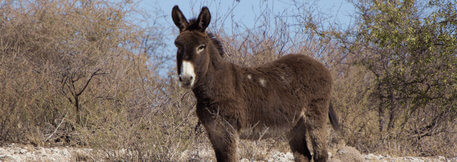 Az élve eltemetett szamár története