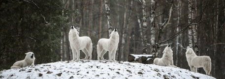 Mi történik az éhező farkasokkal?