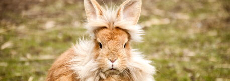 Nyusziból oroszlán? Lehetséges!