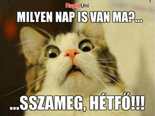 sszameg-hetfo-macska