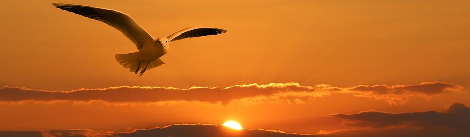 szabadon-szarnyalo-madar