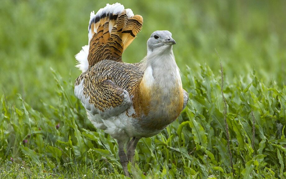 Pompás madár (fotó: Francesco Veronesi)